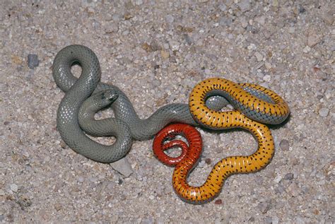 Regal Ringneck Snake Photograph By Karl H Switak Pixels