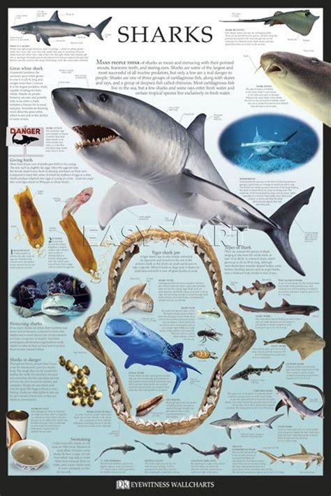 Sharks Poster By Dorling Kindersley Shark Facts Poster