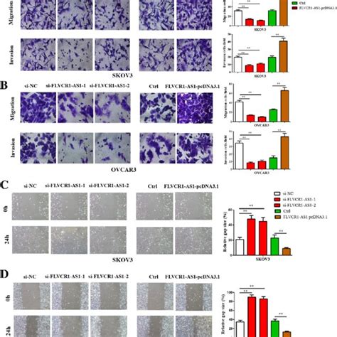 Flvcr1 As1 Promoted Cell Migration Invasion And Wound Healing In Osc