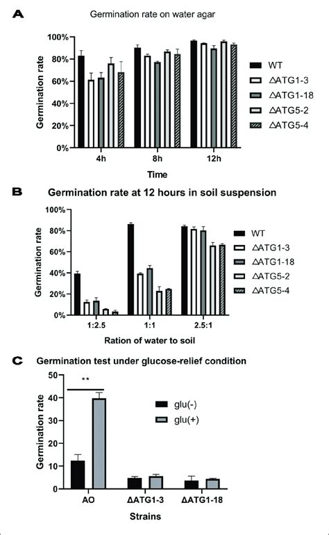 Conidia Germination Rate Of The Wild Type And Mutant Strains