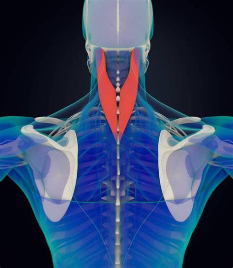 splenius capitis  stock  images  pictures  splenius