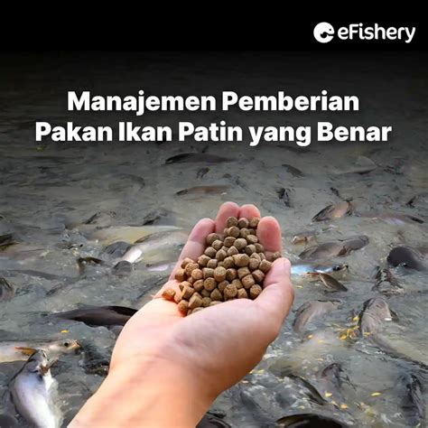 Accurate Management Of Catfish Feeding