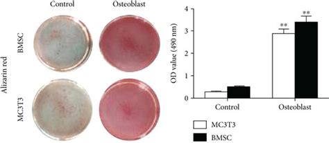 Mir Expression With Osteoblast Differentiation In Hbmmscs And Mc T