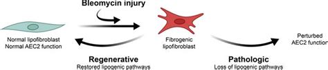 Jci Insight Functional Pdgfra Fibroblast Heterogeneity In Normal And