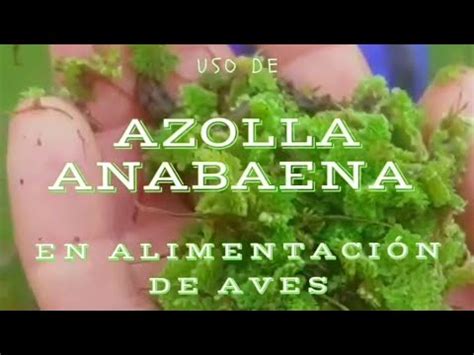 USO DE AZOLLA ANABAENA EN ALIMENTACIÓN DE AVES YouTube