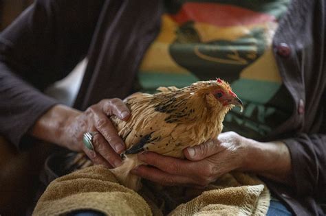 Meet Peanut The Worlds Oldest Living Chicken