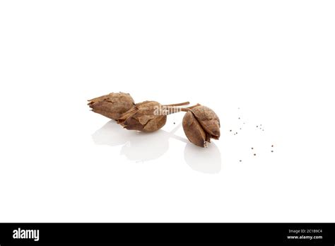 Dried Tobacco Seeds Stock Photo Alamy