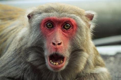 Surprised Monkey Blank Meme Template Monkey Template, Silverback ...