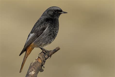 Phoenicurus Ochruros Juzaphoto