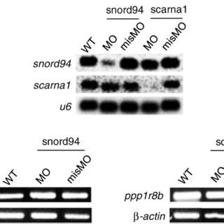 Heart Deformities In Mo Injected Zebrafish A Lateral Views Of