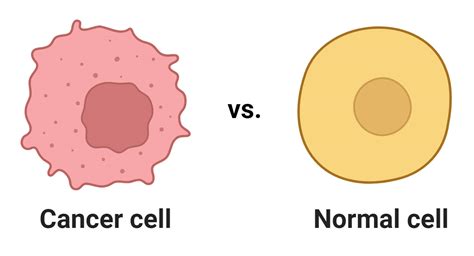 Cancer Cells Definition Morphology Types Development