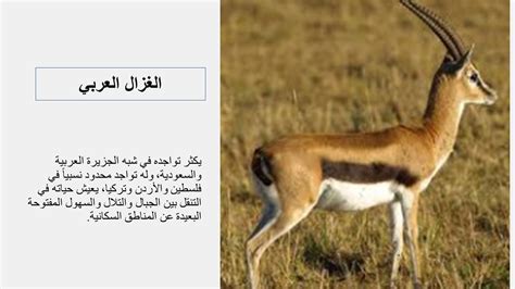 Armor Of The Arabian Deer Nuvu Cambridge