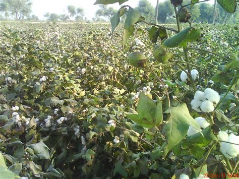 Cotton Crops Fields Kapas Ki Fasal Village Life Hd Photos 2014 Karamat Adeel