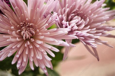 Chrysanthemum Chrysanthemum X Morifolium Flowers Stock Image C