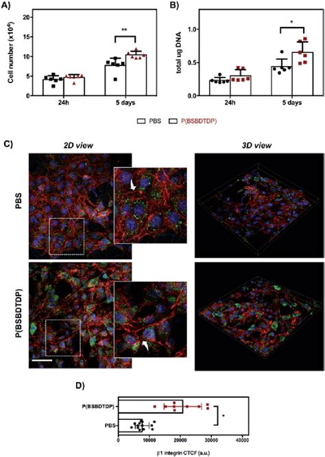 Nih 3t3 Cell Proliferation And Morphology At Day 1 And 5 Of Culture Of