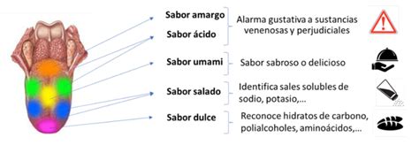 Menta Mirar Fijamente Humor Distribucion De Las Papilas Gustativas En