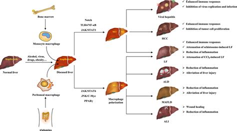 Frontiers Macrophage Polarization And Its Role In Liver Disease