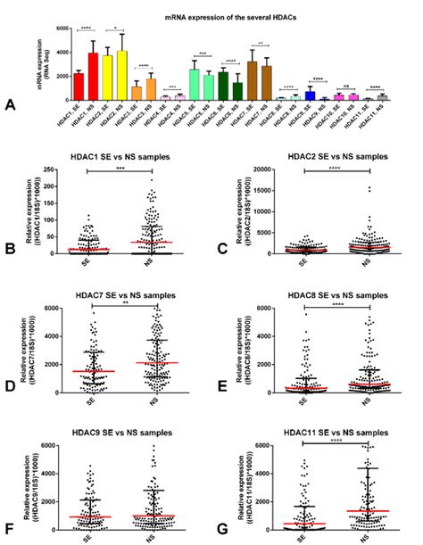 Differential MRNA Expression Of Several HDAC Isoforms A MRNA