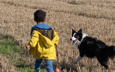 A Conviv Ncia De Cachorros E Crian As