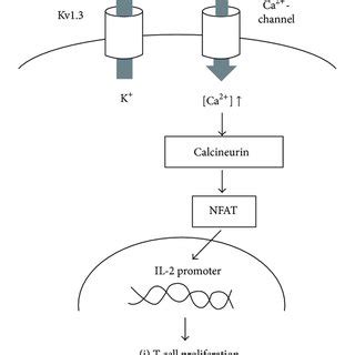 Kv1 3 Channel Induced Activation Pathway Of T Lymphocytes