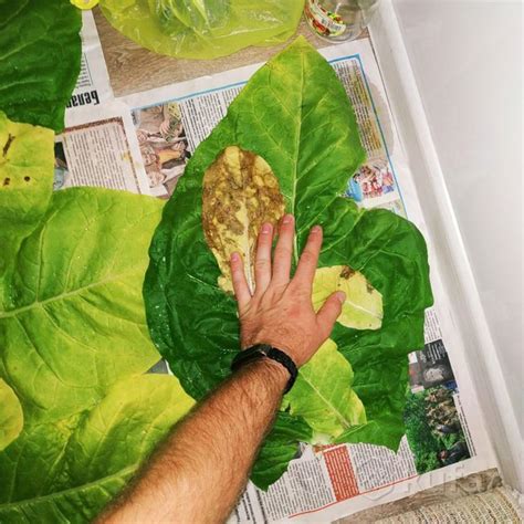 Табак и махорка, цена Договорная купить в Бобруйске на Куфаре ...