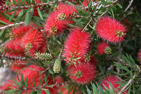 Crimson Bottlebrush Buchanans Native Plants