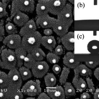 Xrd Patterns Of A Crystalline Zno Film With Micropillar Structures