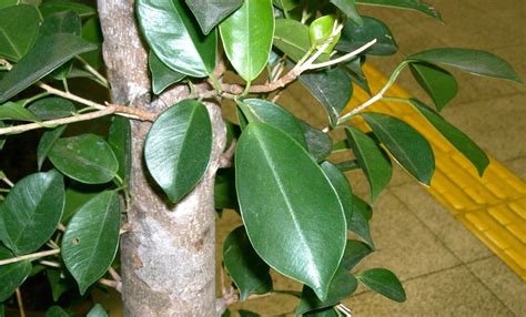 Ficus Varietà riproduzione e potatura Giardinaggio fiori animali