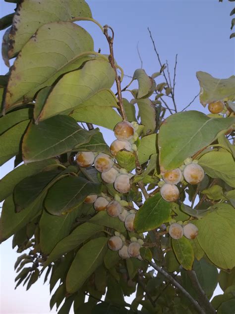 Semillas De Diospyros Lotus