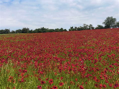 Farbenpr Chtige Bl Hfl Chen Begeistern Landwirte Und Radler Land