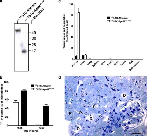 Tissue Uptake And Degradation Of Apom 22188 Apom 22188 And Albumin