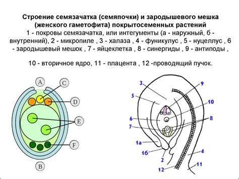 Класс Покрытосеменные - презентация онлайн