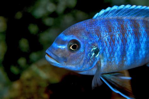 big blue  photo  freeimages