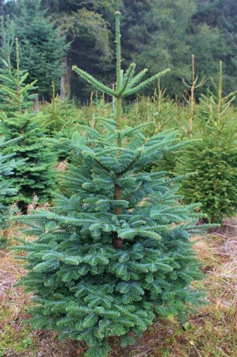 Real Noble Fir Christmas Tree Tall Christmas Trees Noble Fir In Los Angeles Ca This Tree Has