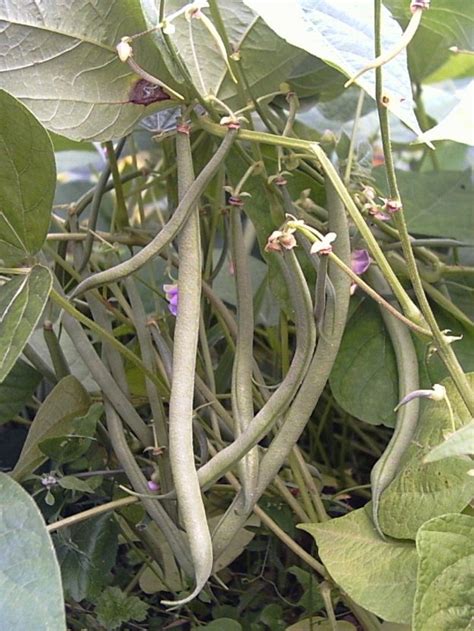 Delinel Bean Seeds Le Potager Ornemental De Catherine