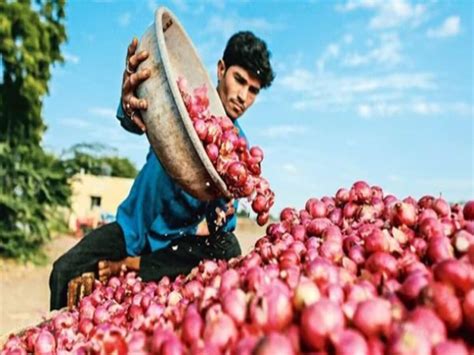 Onion News India Will Export Tonnes Of Onion To Uae And