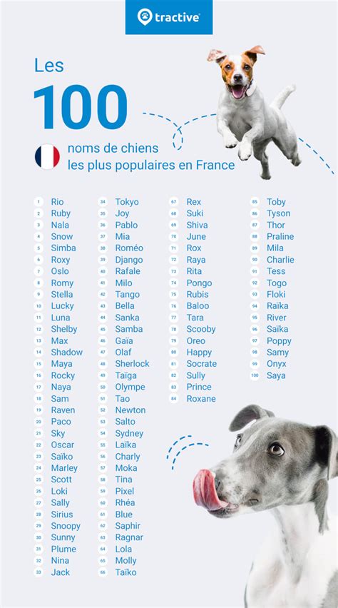 Noms De Chien Les Plus Populaires En France Tractive 56 Off