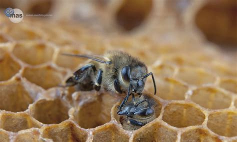 CORONA APICULTORES: FLUJO DE NÉCTAR Y POLEN FENOLOGÍA 