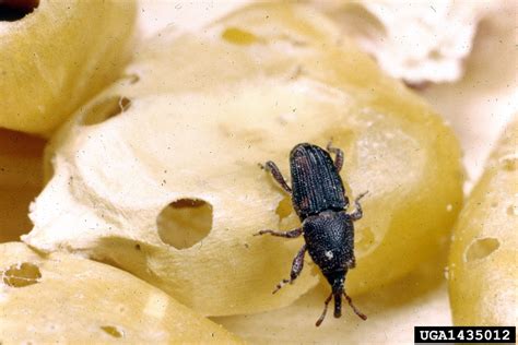 Rice Weevil Sitophilus Oryzae