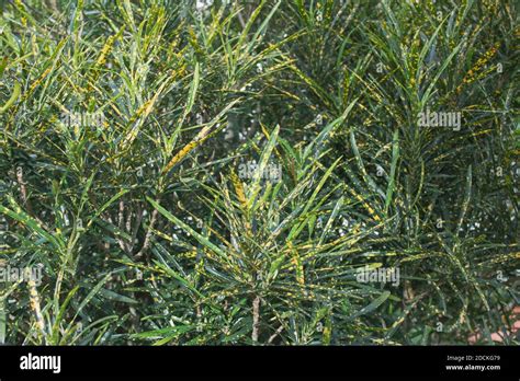 Garden Croton Plant Hi Res Stock Photography And Images Alamy