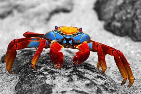 Galapagos Islands 350 1 A Sally Lightfoot Crab On Espanola Flickr