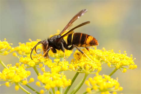 Asiatische Hornisse In Deutschland Invasive Art Greift Bienen An Der