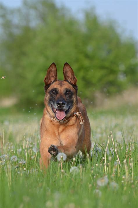 1125x2001 Wallpaper Black And Tan Belgian Malinois Dog Peakpx