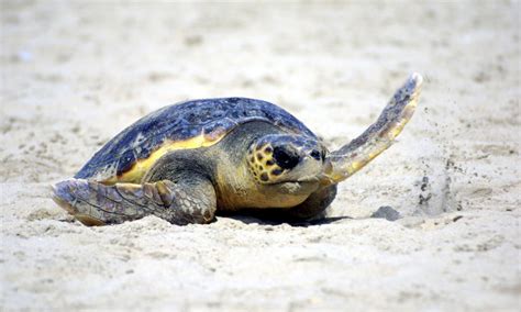 Loggerhead Turtle Photos Wwf