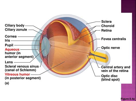 Ppt Anatomy Of The Eye And The 12 Cranial Nerves Powerpoint