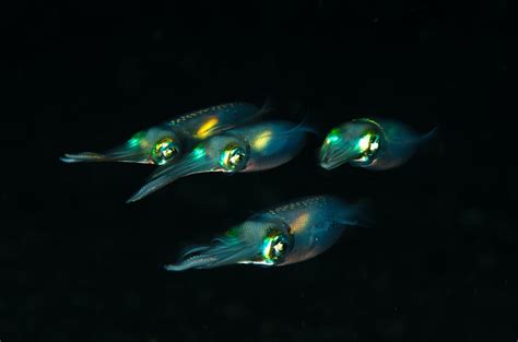 Think Deep Ocean Is Dark And Lifeless Think Again Mirage News