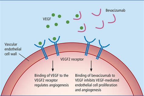 Bevacizumab Mechanism Of Action