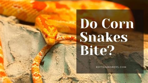 Do Corn Snakes Bite Ironically Yes And No Reptile Answers