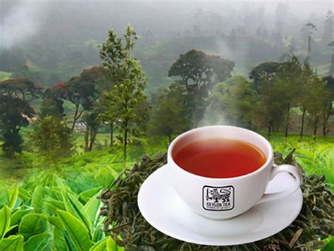 Ceylon Tea sets global standards in Sri Lanka - Ceylon Tea