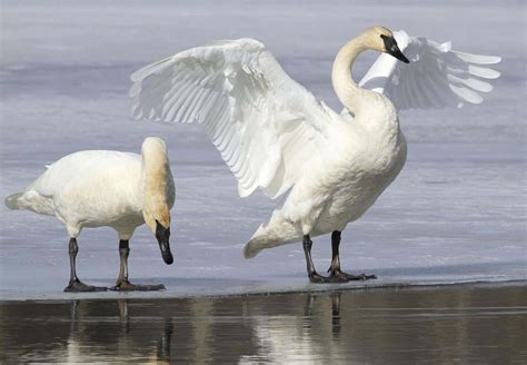 Trumpeter Swan: Profile and Information